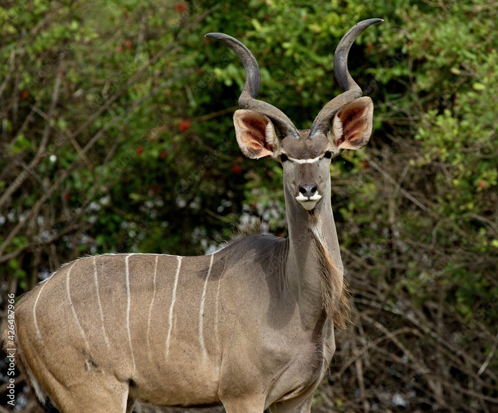Greater Kudu (Tragelaphus strepsiceros). Nyerere National Park. Tanzania. Africa.