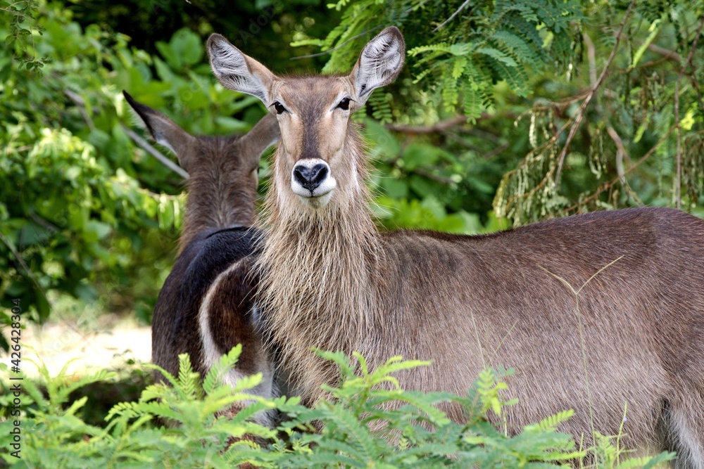 Waterbuck (Kobus ellipsiprymnus). Nyerere National Park. Tanzania. Africa. Waterbuck (Kobus ellipsiprymnus). Nyerere National Park. Tanzania. Africa.