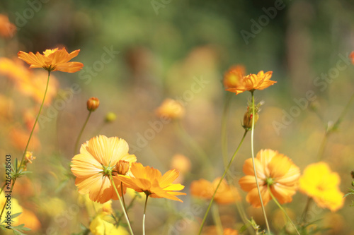 flowers in the field