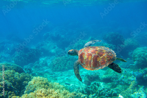 Sea turtle photo in ocean nature. Tropical seashore diving banner template. Summer vacation travel card. Marine animal in natural environment. Olive green turtle undersea in coral reef.