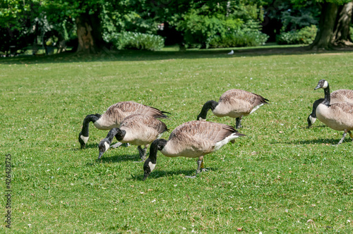 Canada Geese (Branta canadensis) in park, Keil, Schleswig-Holstein, Germany