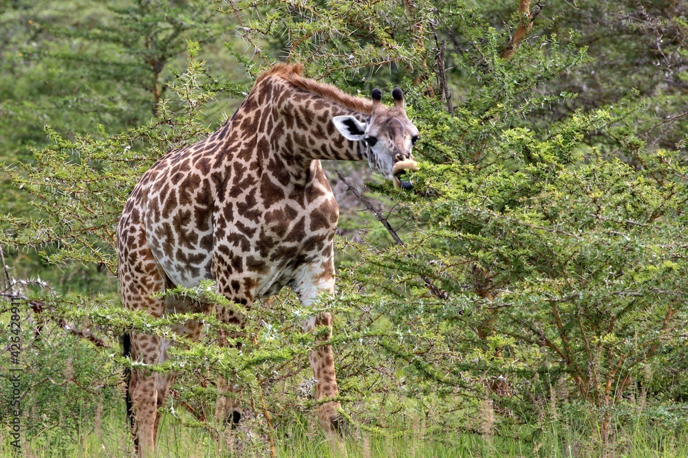Masai Giraffe (Giraffa camelopardalis). Nyerere National Park. Tanzania. Africa. Masai Giraffe (Giraffa camelopardalis). Nyerere National Park. Tanzania. Africa.