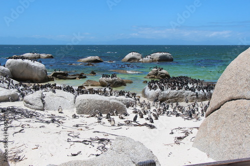 penguins in simons town in south africa photo