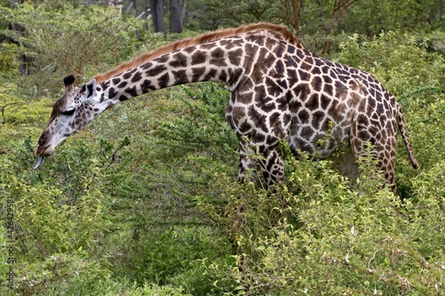 Masai Giraffe  Giraffa camelopardalis . Nyerere National Park. Tanzania. Africa.