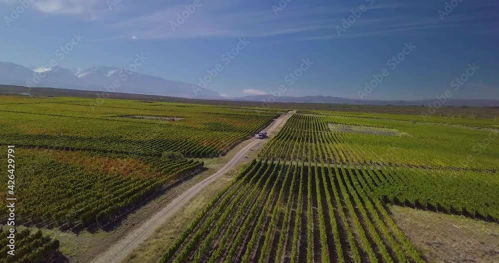 aerial drone footage of malbec vineyards in Gualtayari, Tupungato valley, Mendoza, Argentina
