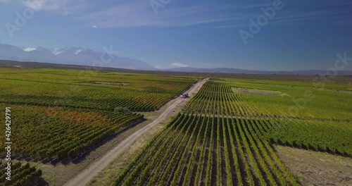 aerial drone footage of malbec vineyards in Gualtayari, Tupungato valley, Mendoza, Argentina
 photo