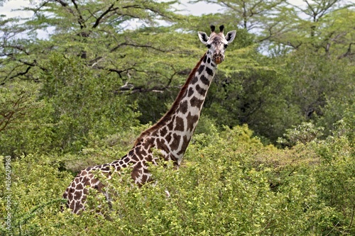 Masai Giraffe  Giraffa camelopardalis . Nyerere National Park. Tanzania. Africa.