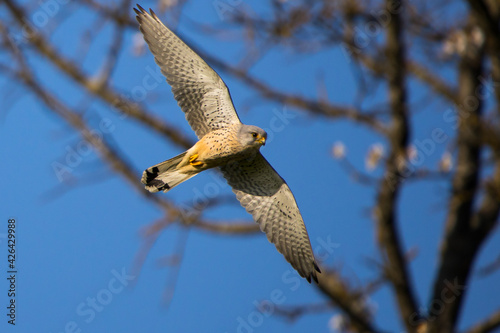 falcon flying by
