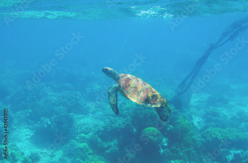 Sea turtle swimming photo. Tropical seashore diving banner template. Summer vacation travel card. Marine animal in natural environment. Olive green turtle undersea in coral reef. Oceanic nature