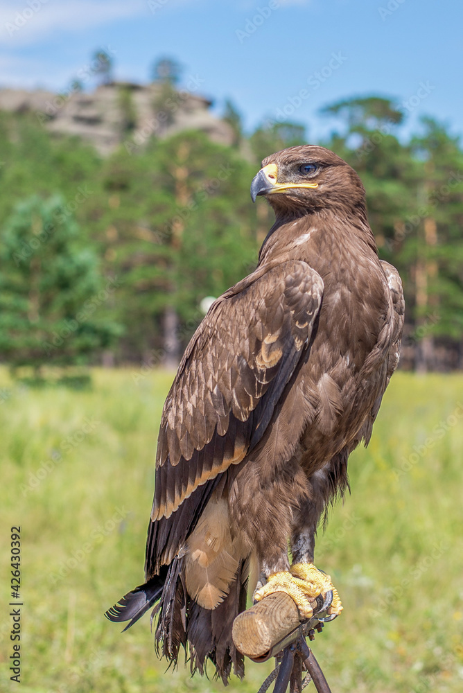 Fototapeta premium A beautiful eagle is sitting on a branch