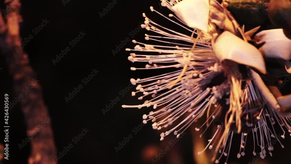 Bat flies in front of camera and reaches Bombacaceae white big flower to drink nectar in super slow motion