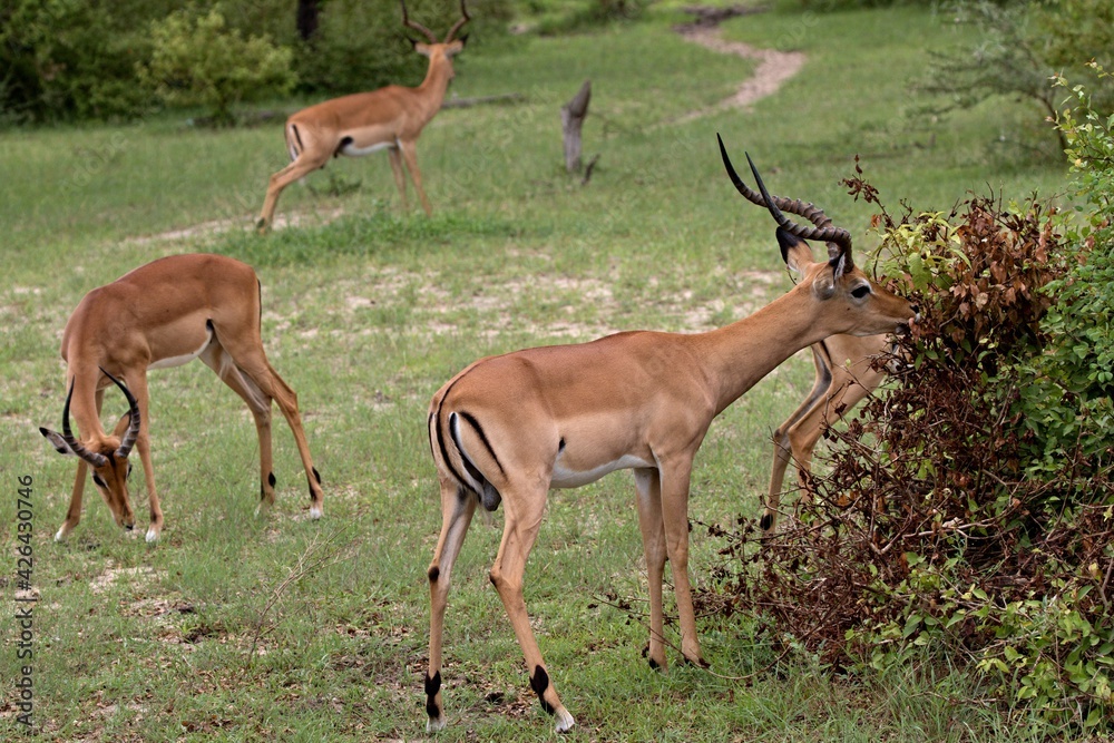 Impala (Aepyceros melampus). Nyerere National Park. Tanzania. Africa. Impala (Aepyceros melampus). Nyerere National Park. Tanzania. Africa.