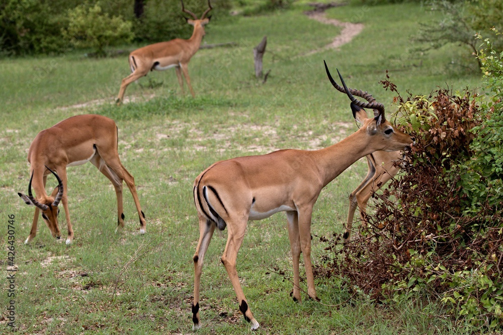 Impala (Aepyceros melampus). Nyerere National Park. Tanzania. Africa.