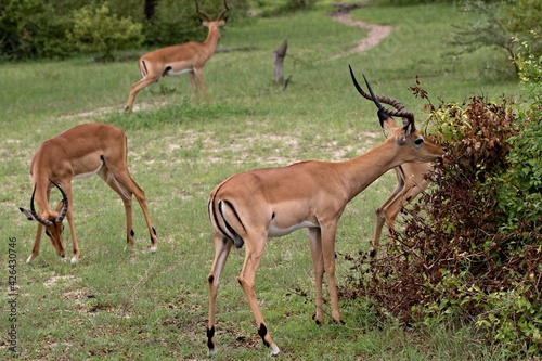 Impala (Aepyceros melampus). Nyerere National Park. Tanzania. Africa.