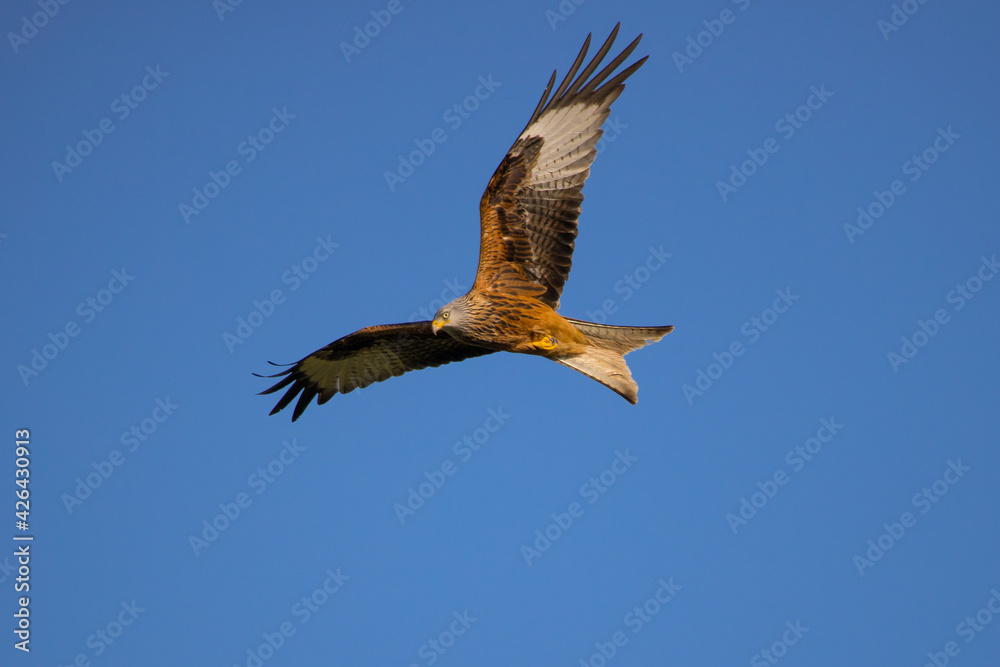 red kite flying by red kite flying by