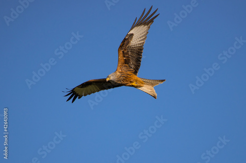 red kite flying by