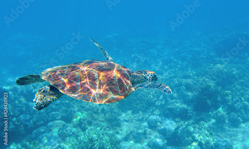 Sea turtle underwater photo. Tropical seashore diving banner template. Summer vacation travel card. Marine animal in natural environment. Olive green turtle undersea in coral reef. Oceanic nature © Elya.Q