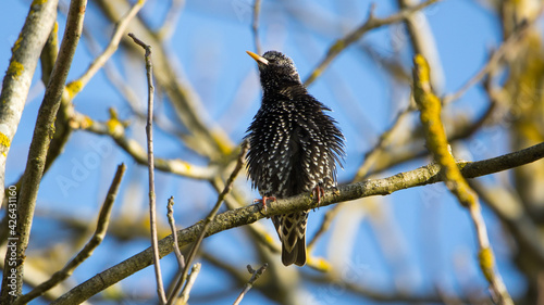 starling