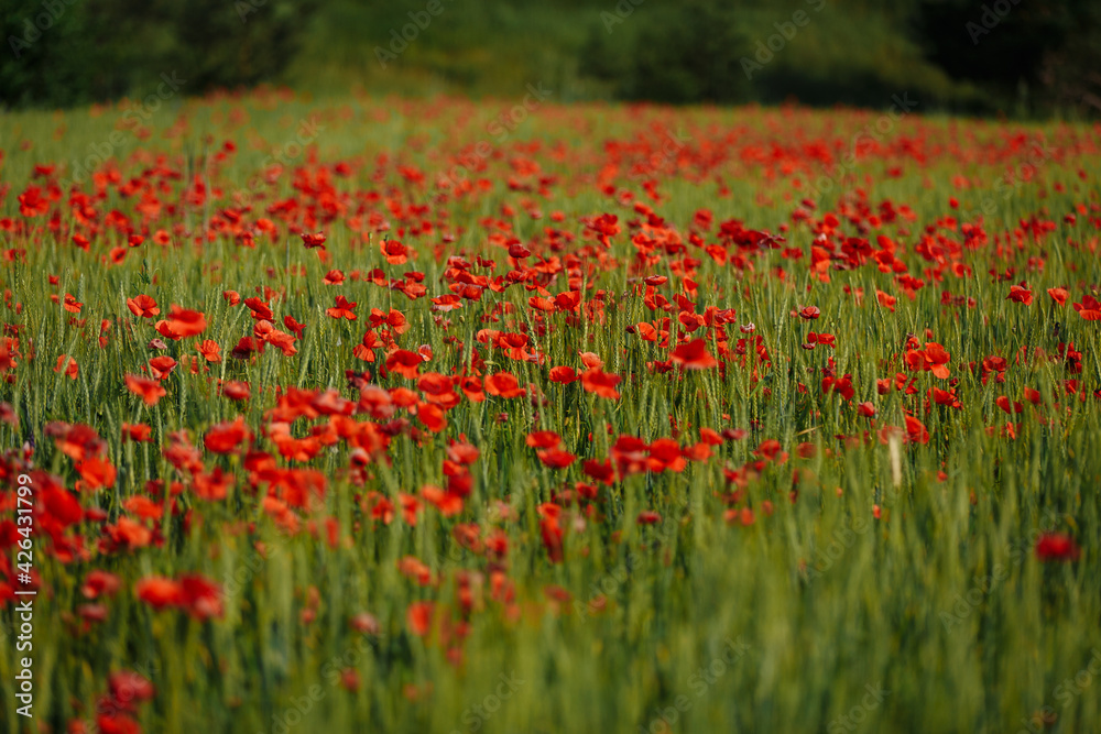 field of red poppies on a sunny day