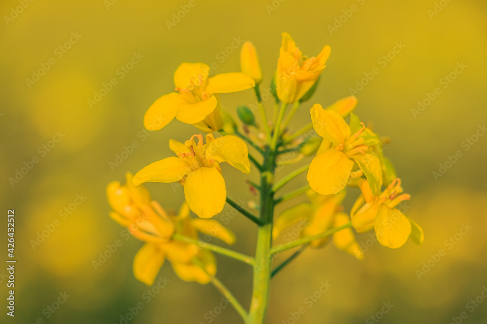 Oilseed rape crop in a field. Single plant with yellow flowers in summer in the sunshine. Details of rapeseed flowers with petals, pistils and bee pollen. Green plant stems and branches Oilseed rape crop in a field. Single plant with yellow flowers in summer in the sunshine. Details of rapeseed flowers with petals, pistils and bee pollen. Green plant stems and branches