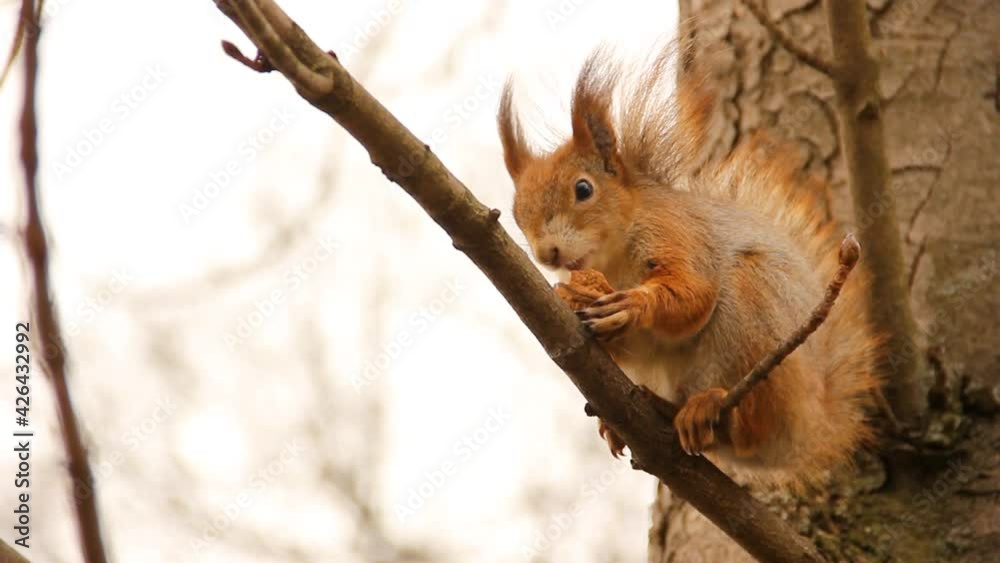 Sciurus. Rodent. A squirrel sits on a tree and eats a nut. Beautiful squirrel in the park. Sciurus. Rodent. A squirrel sits on a tree and eats a nut. Beautiful squirrel in the park.