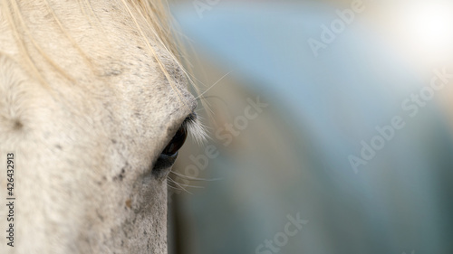 Close up of horse eye on farm with text free space