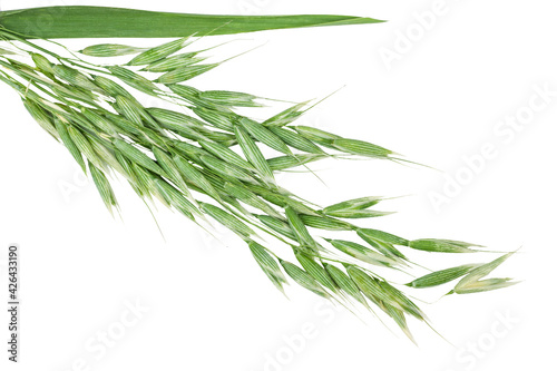Green oat ears isolated on a white background