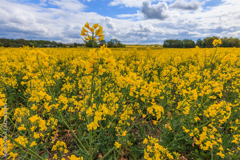 Landscape with a field of yellow rapeseed flowers. Crop in summer with Reps or Lewat. Plant from the cruciferous family. Clouds and trees in the background. Plants with green plant stems and leaves