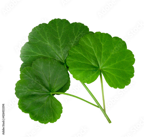 The geranium leaves isolated on white background, top view