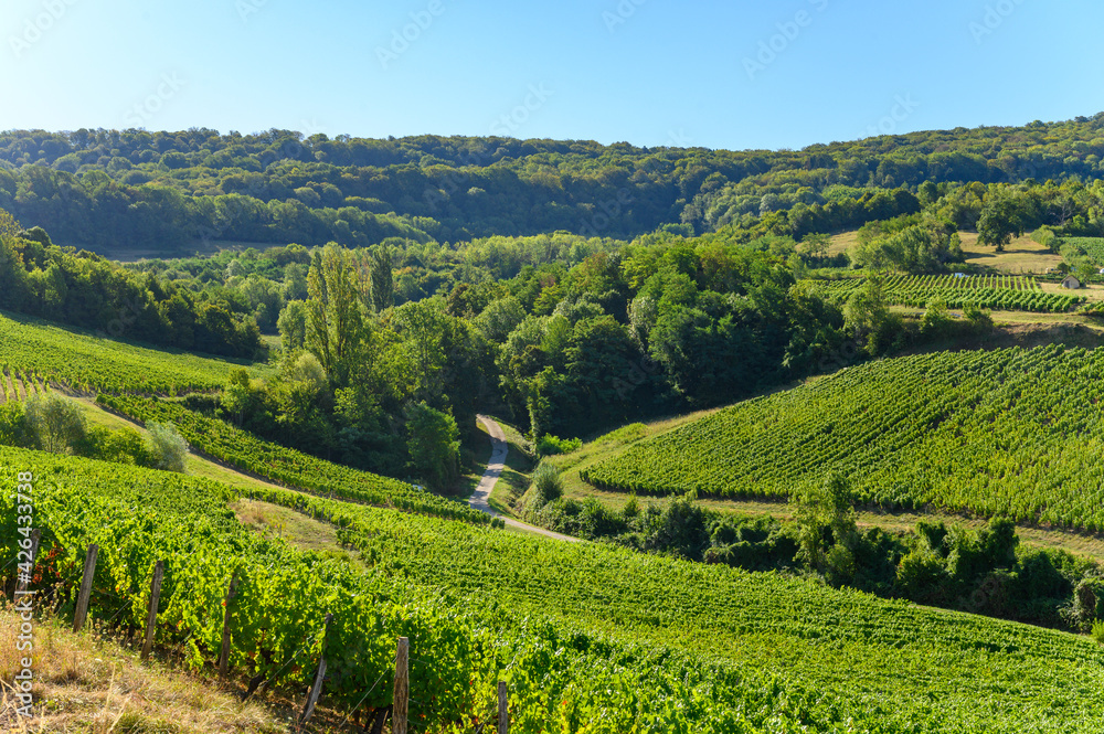 Green vineyards located on hills of  Jura French region ready to harvest and making red, white and special jaune wine, France