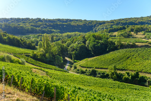 Green vineyards located on hills of  Jura French region ready to harvest and making red  white and special jaune wine  France