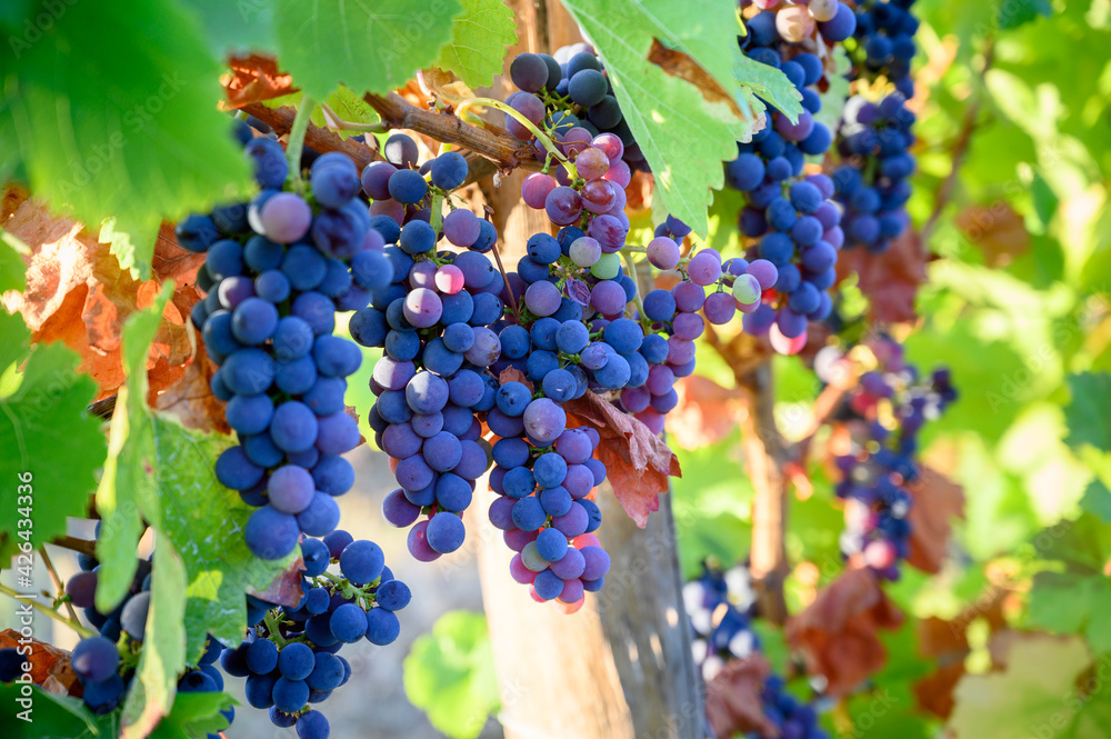 Ταπετσαρία Green vineyards located on hills of  Jura French region, red pinot noir, poulsar