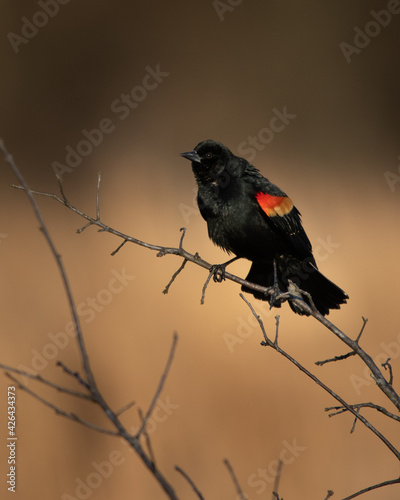 Photography Red winged black bird at Hatchie national wildlife refuge in Tennessee
