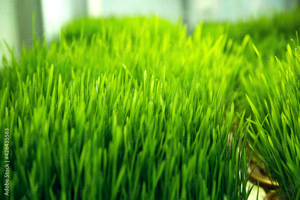 Green sprouts are grown. Germination of wheat germ. Green sprouts are grown. Germination of wheat germ.
