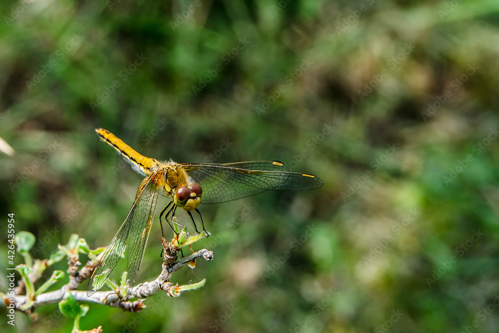 yellow dragonfly with brown eyes on a branch yellow dragonfly with brown eyes on a branch