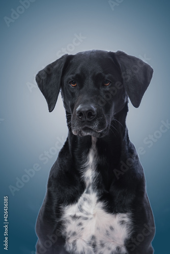 Portrait of black dog in studio. Labrador retreiver and german short hair pointer © DebraAnderson