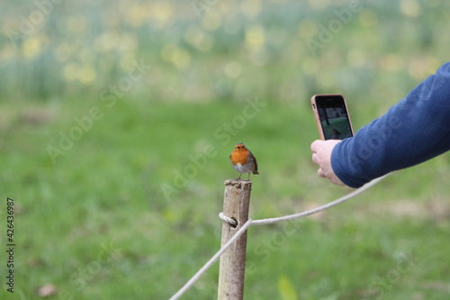 Person photographing a robin with a phone photo