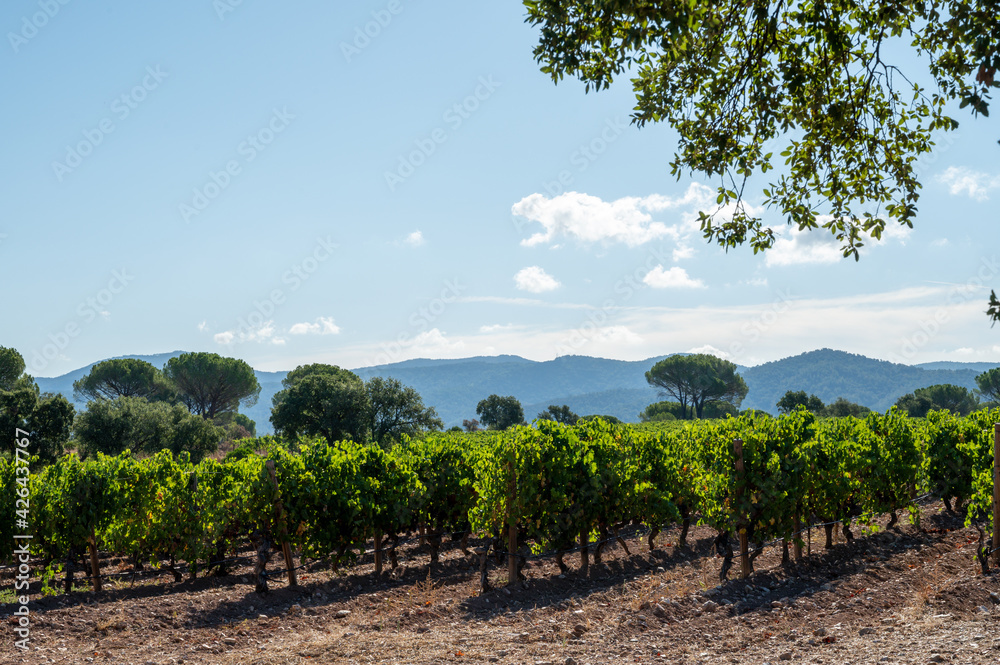 Rows of ripe syrah wine grapes plants on vineyards in Cotes  de Provence, region Provence, south of France