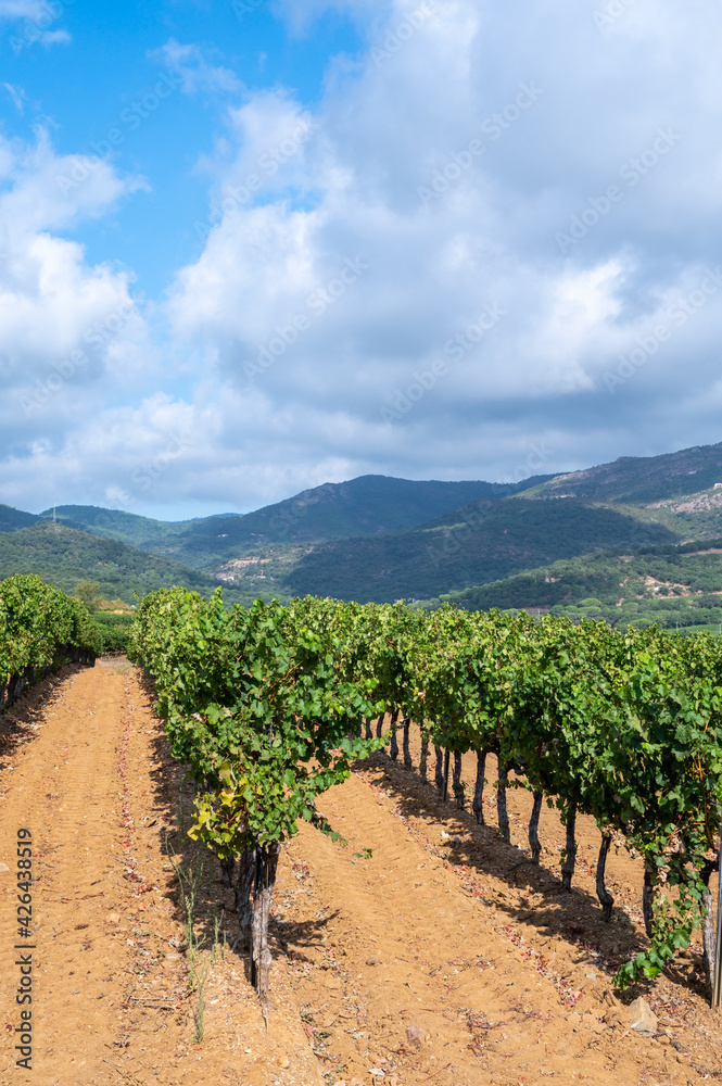 Rows of ripe wine grapes plants on vineyards in Cotes  de Provence near Collobrieres , region Provence, south of France