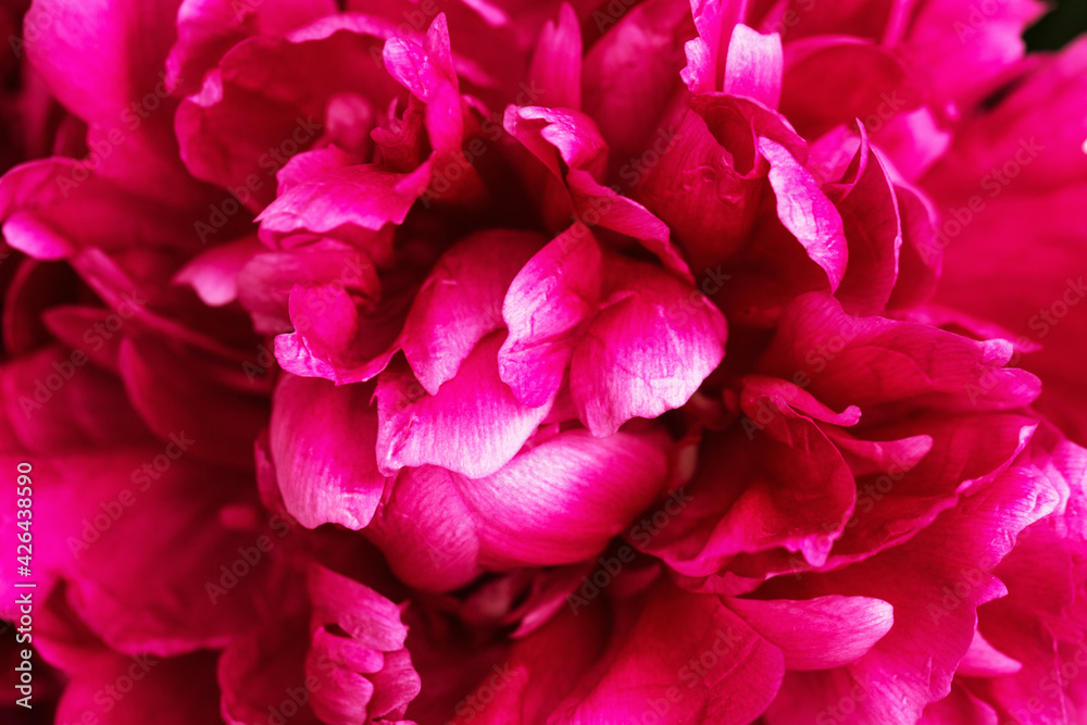 Beautiful flowery background from red purple petals of peony. Spring flower close up. Natural environment design