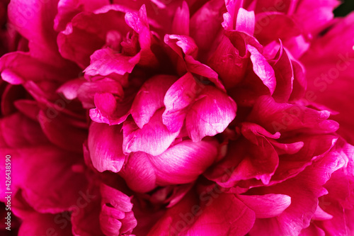 Beautiful flowery background from red purple petals of peony. Spring flower close up. Natural environment design © yrabota