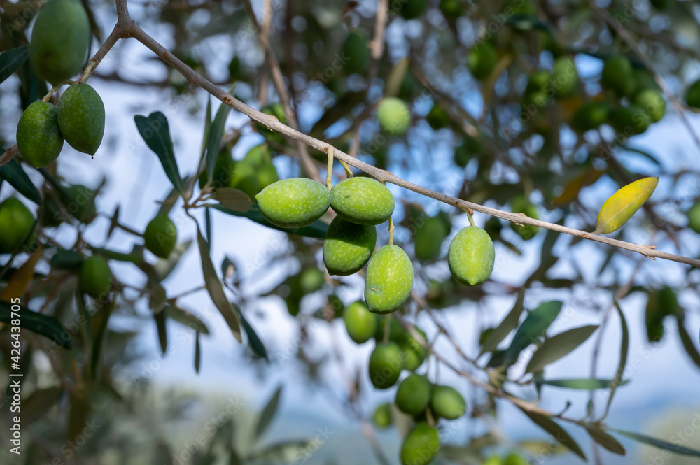 Ripe green olives hanging on tree ready to harvest Ripe green olives hanging on tree ready to harvest
