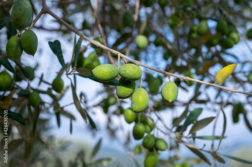 Ripe green olives hanging on tree ready to harvest