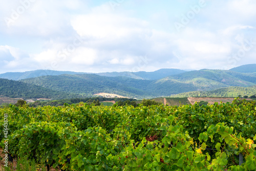 Rows of ripe wine grapes plants on vineyards in Cotes de Provence near Collobrieres , region Provence, south of France