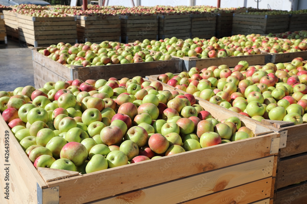Fresh apples harvest on autumn sunny day