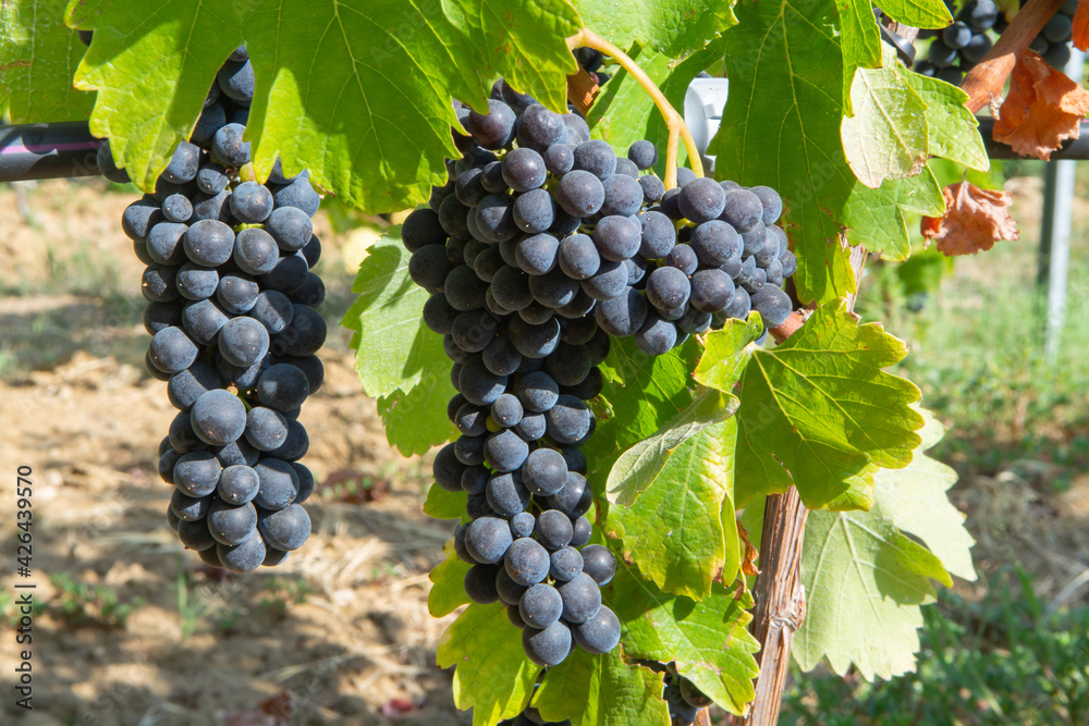 Ripe black or blue carignan wine grapes using for making rose or red wine ready to harvest on vineyards in Cotes de Provence, region Provence, south of France Ripe black or blue carignan wine grapes using for making rose or red wine ready to harvest on vineyards in Cotes de Provence, region Provence, south of France