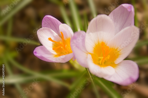 Spring flowers with purple petals. Early Spring Flowers. Crocus vernus. Spring crocus. Soft focus. Macro. Close-up.