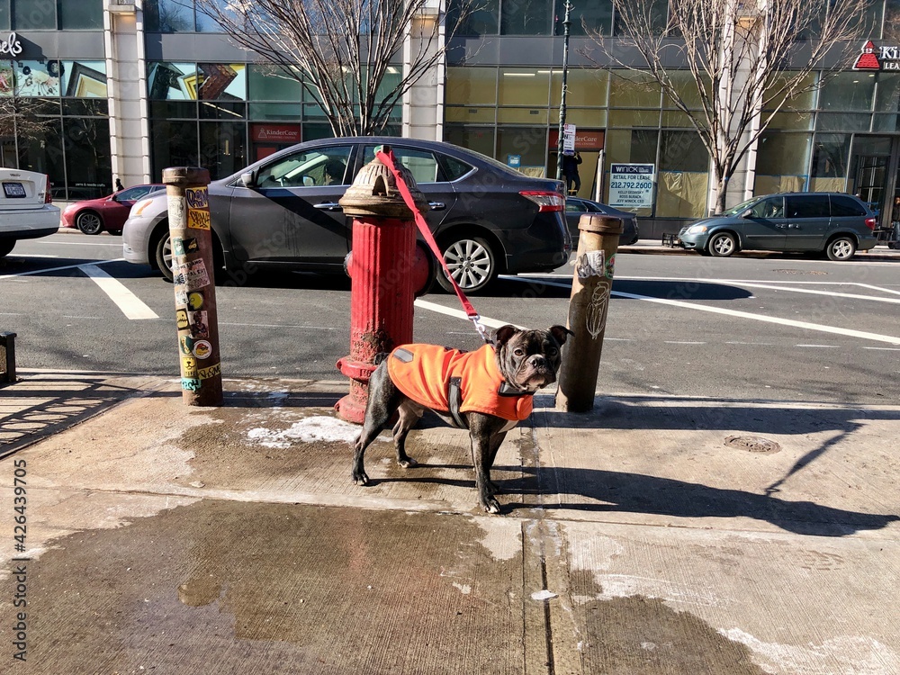 Obraz premium Dog