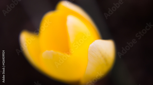 Crocus vernus .Spring Crocus. Spring flowers with yellow petals. Close-up. Macro.