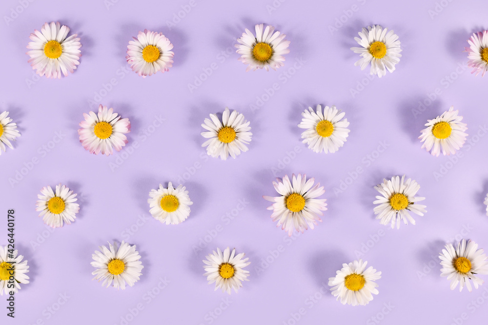 Obraz premium Many small daisy flowers with white petals on violet background